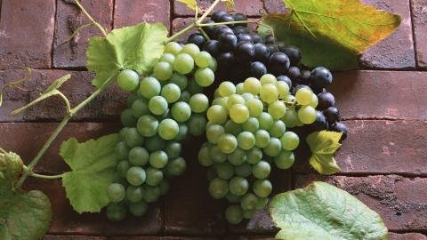 一串串可人的葡萄图片