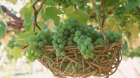 一串串可人的葡萄图片