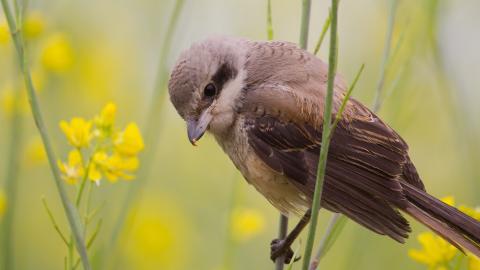 春天里可爱的小鸟图片