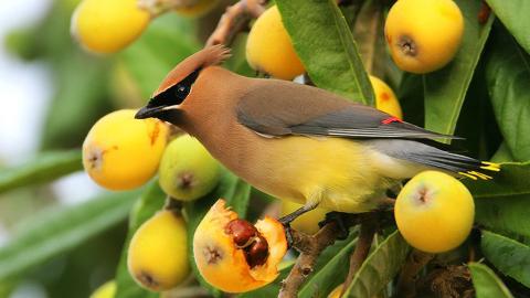鸟类(太平鸟)图片大全