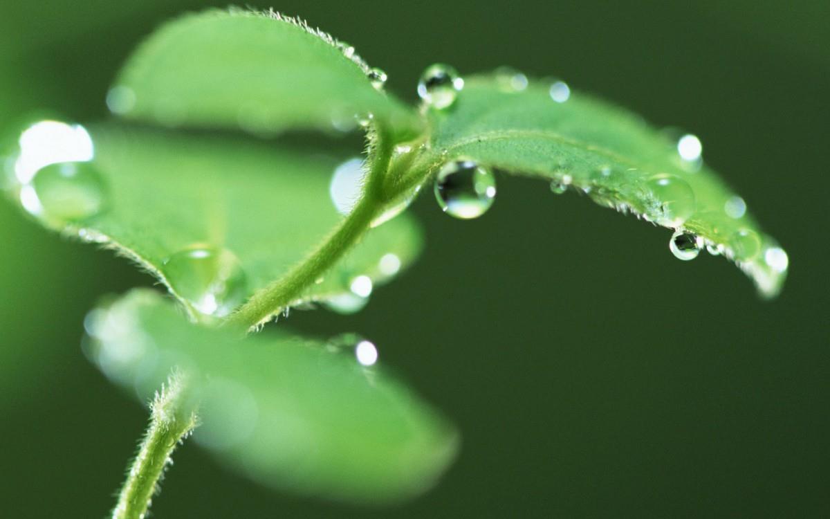 绿叶嫩芽上的水珠图片大全