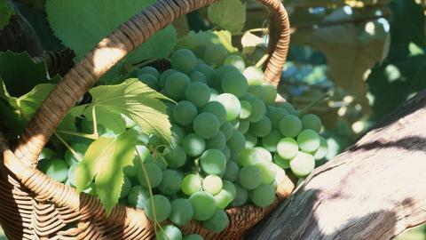 一串串可人的葡萄图片