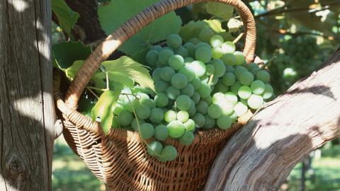 一串串可人的葡萄图片