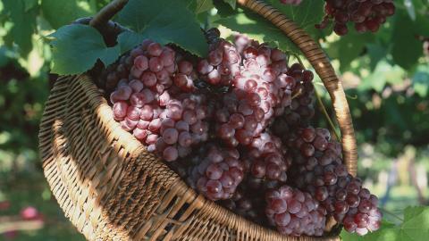 一串串可人的葡萄图片