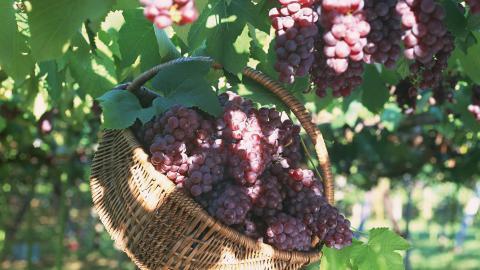 一串串可人的葡萄图片