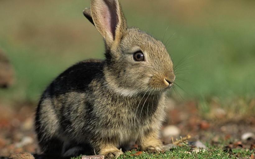 可爱温顺的小兔子图片