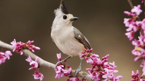 春天里可爱的小鸟图片