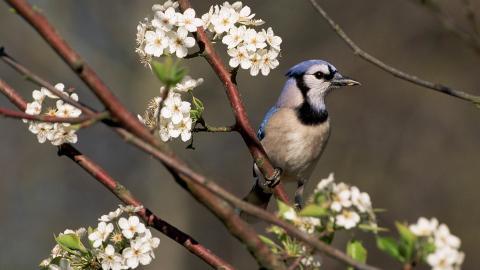 春天里可爱的小鸟图片