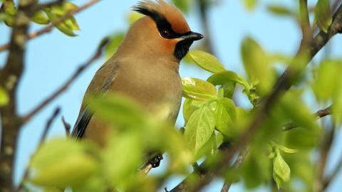 鸟类(太平鸟)图片大全