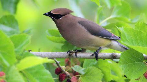 鸟类(太平鸟)图片大全