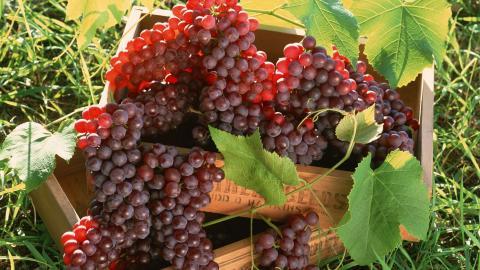 一串串可人的葡萄图片