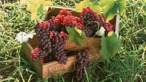 一串串可人的葡萄图片