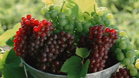 一串串可人的葡萄图片