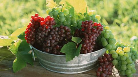 一串串可人的葡萄图片