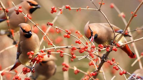 鸟类(太平鸟)图片大全