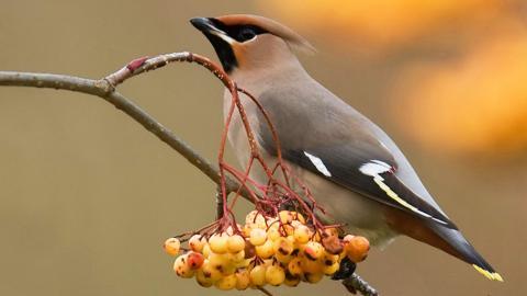 鸟类(太平鸟)图片大全