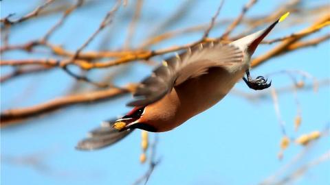 鸟类(太平鸟)图片大全