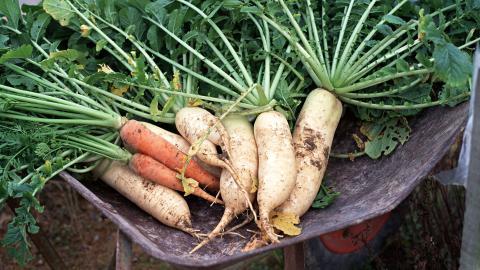 新鲜绿色健康蔬菜图片