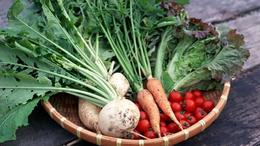 新鲜绿色健康蔬菜图片