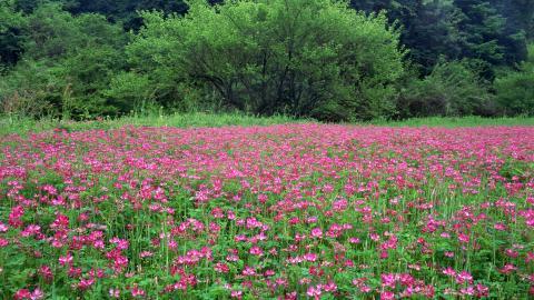 粉色花儿的海洋图片