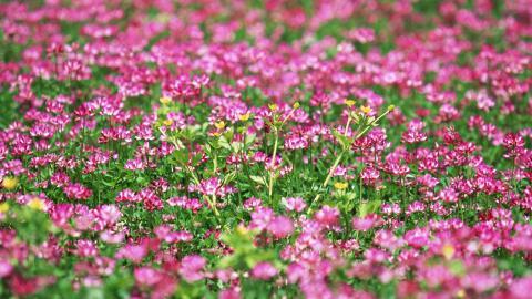 粉色花儿的海洋图片