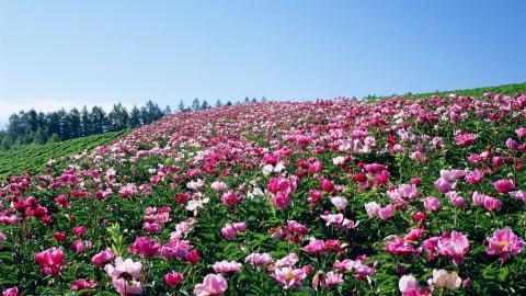 粉色花儿的海洋图片