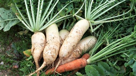 新鲜绿色健康蔬菜图片