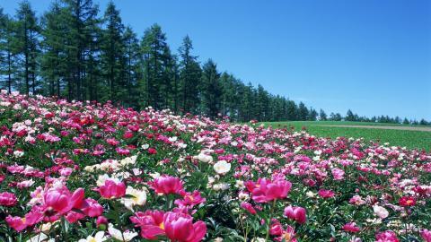 粉色花儿的海洋图片