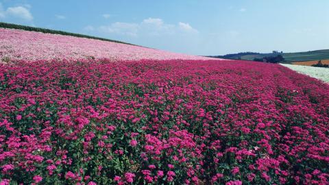 粉色花儿的海洋图片