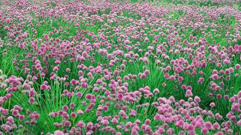 粉色花儿的海洋图片