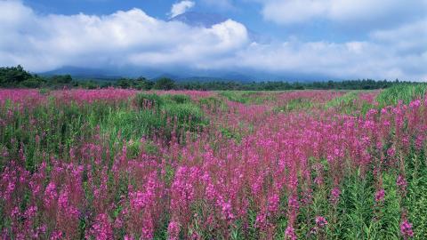 粉色花儿的海洋图片