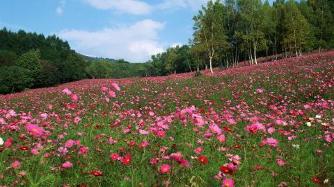 粉色花儿的海洋图片