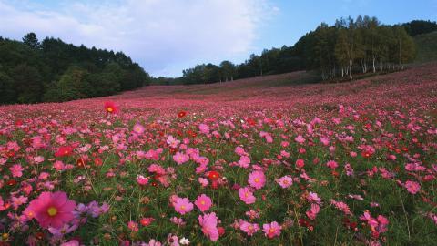 粉色花儿的海洋图片
