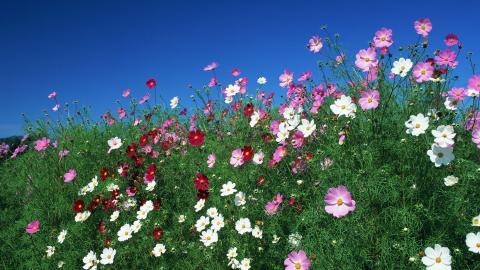 粉色花儿的海洋图片