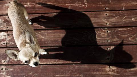 吉娃娃狗狗图片