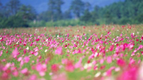 粉色花儿的海洋图片