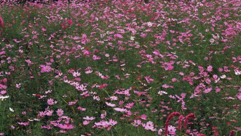 粉色花儿的海洋图片
