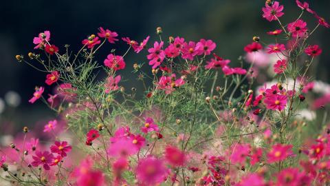 粉色花儿的海洋图片