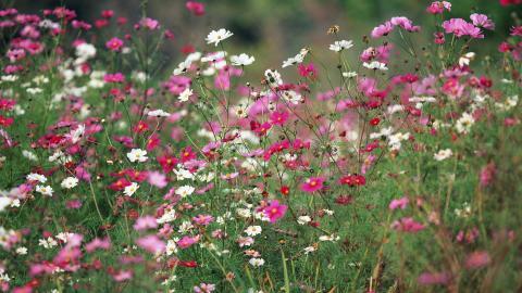 粉色花儿的海洋图片