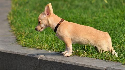 吉娃娃狗狗图片
