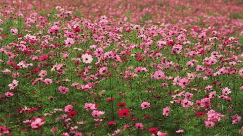 粉色花儿的海洋图片