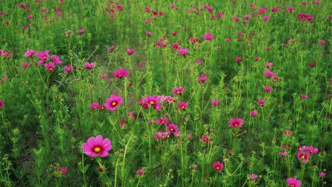 粉色花儿的海洋图片