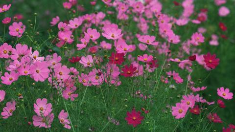 粉色花儿的海洋图片