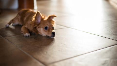 吉娃娃狗狗图片