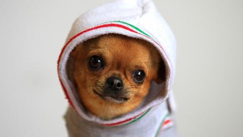 吉娃娃狗狗图片