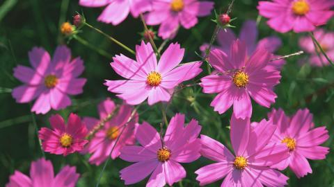 粉色花儿的海洋图片