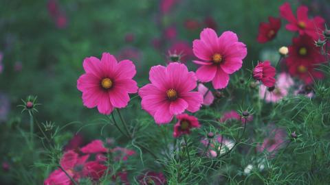 粉色花儿的海洋图片