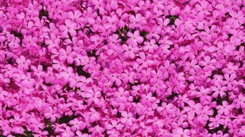 粉色花儿的海洋图片