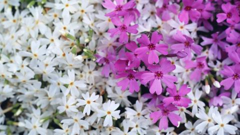 粉色花儿的海洋图片