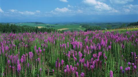 粉色花儿的海洋图片